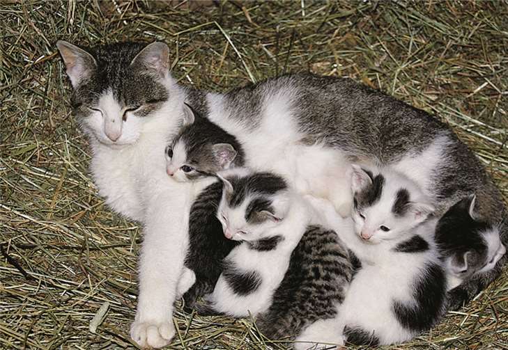 Nicht jeder ist entzückt vom Nachwuchs seiner Katze. Häufig ist die Gebärfreudigkeit der Tiere der Grund, warum sie kurzerhand „entsorgt“ werden.privat