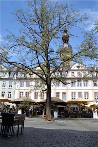 Nicht mehr dauerhaft standsicher: Die rund 70 Jahre alte Linde Am Plan muss wegen Pilzbefalls gefällt werden.  Foto: Stadt Koblenz/Groß