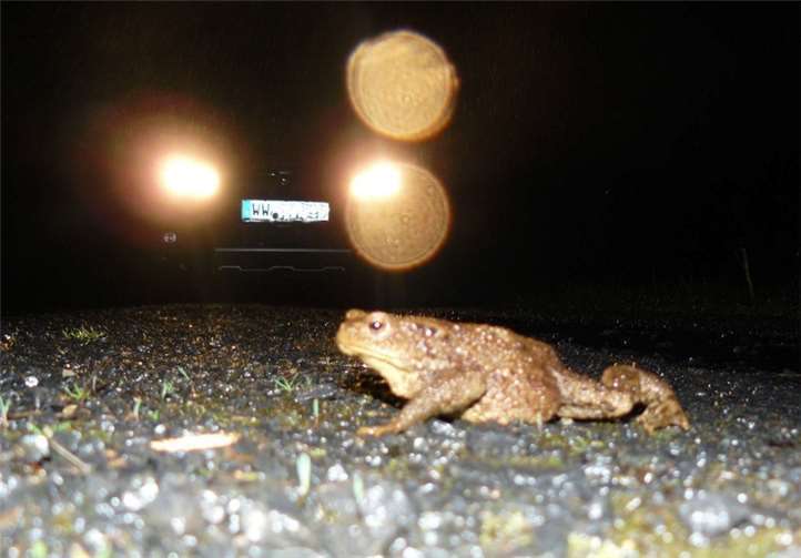 Nicht nur Kröten machen sich auf den Weg zu den Laichgewässern und passieren dazu Straßen und Wege.Fotos: SGD Nord