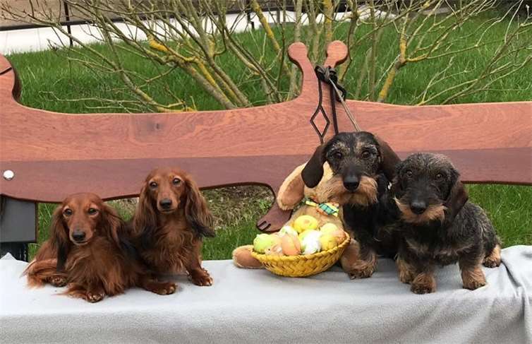 Nicht nur aktuelle preisgekrönte Champions, sondern auch Veteranen und Babys sind am Ostermontag mit von der Partie. Foto: privat