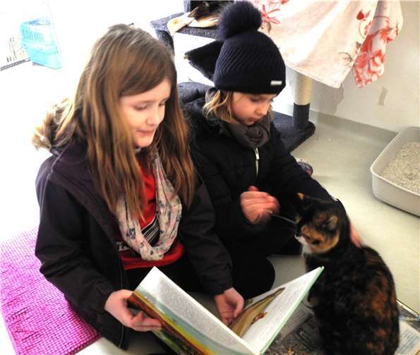 Nicht zum ersten Mal kommen die Katzen im Tierheim Andernach in den Genuss, dass Kinder ihnen Tiergeschichten vorlesen. Foto: privat