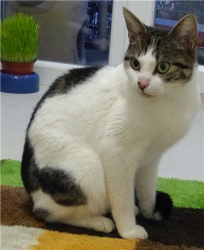 Nicki sucht katzenerfahrene Bezugspersonen. privat