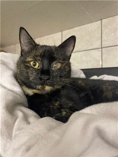 Nicki wurde in Bermel gefunden.  Foto: privat