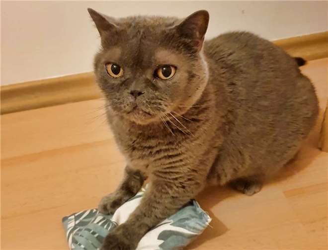 Nicky wartet sehnsüchtig im Katzenhaus in Schalkenbach.Foto: Katzenschutzfreunde Rhein-Ahr-Eifel e.V.
