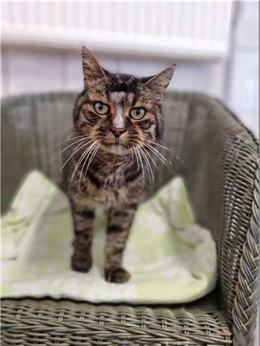 Niclas, ein älterer Fundkater aus Virneburg.  Foto: privat