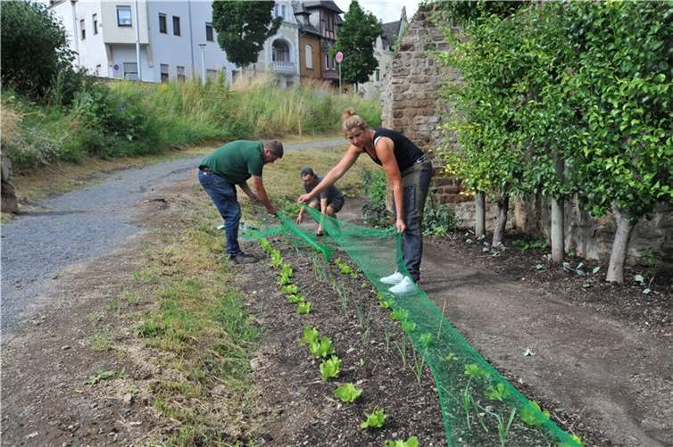 Nilgänse sorgen für Schäden in der Essbaren Stadt. Deshalb haben Mitarbeiterinnen und Mitarbeiter der Perspektive gGmbH im Bereich des Burggrabens vor allem die Beete mit jungen Pflanzen mit Netzen geschützt. Wenn die Pflanzen erntereif sind, werden die Netze entfernt.  Foto: Stadt Andernach/Maurer
