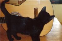 Nimo (Leutesdorf). 2008 eingezogen (Foto vom Einzug), inzwischen 17 Jahre alt un...