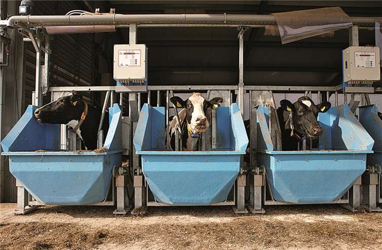 Nirgendwo geht es Kühen besser als im Forschungscontainer des Zentrums für Integrierte Milchforschung CIDRe. Der Container kann ab 1. Mai auf der Expo in Mailand besucht werden. Marcus Gloger/Uni Bonn