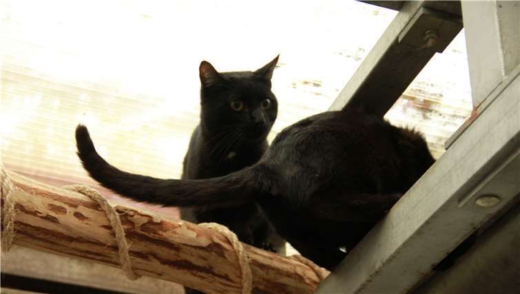 Noch ist im Katzenhaus wenig los - aber in jedem Frühjahr werden viele Katzenbabies abgegeben und vermittelt.