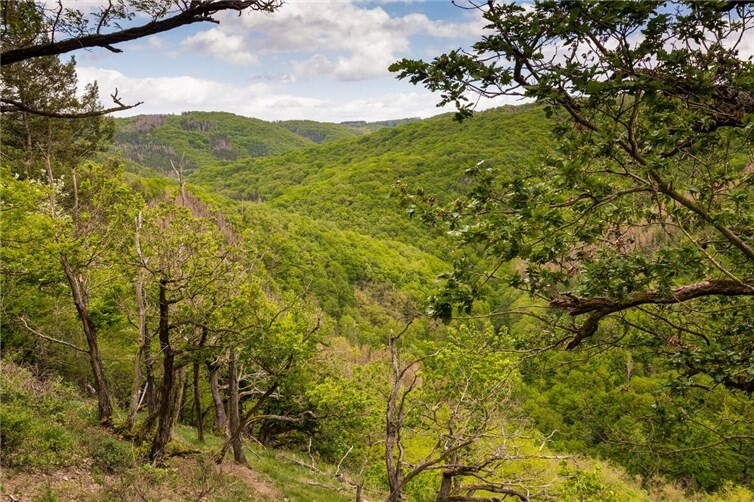 Noch unzerschnittene und nicht zerstörte Wälder im Westerwald