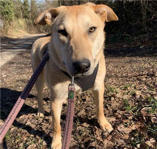 Noris. Foto: Tierheim u. Tierschutzverein Kreis Ahrweiler e.V.