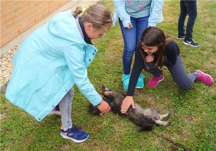 „Norne“ legt sich für Streicheleinheiten auch gerne mal auf den Rücken.