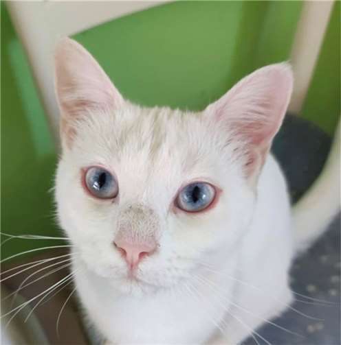 „Notfellchen“ Klara.  Foto: privat