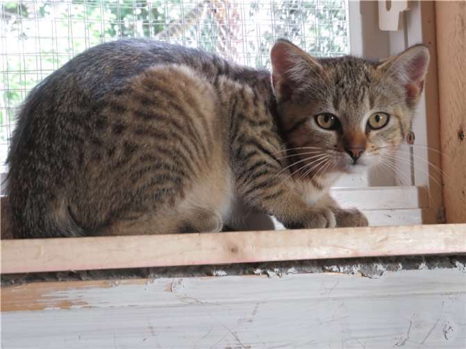 Nougat Fotos: Katzenhilfe Westerwald e. V.