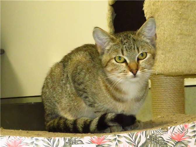 Nougat. Fotos: privat