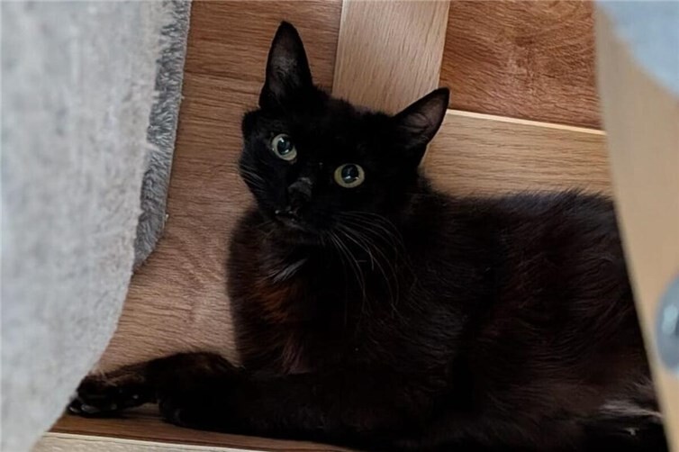 Nova