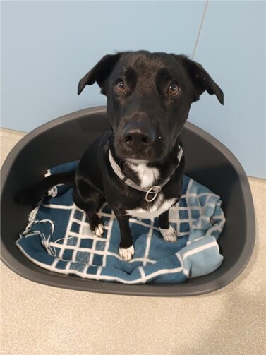 Nox. Fotos: Tierheim Andernach