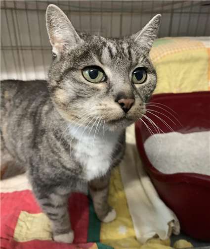 Numb.  Foto: Tierheim u. Tierschutzverein Kreis Ahrweiler e.V., Claus Krah