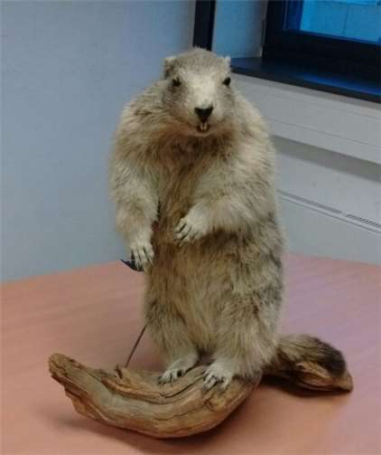 Nun ist der präparierte Alpenbewohner wieder zurück an seinem Platz.