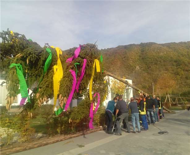 Nur mit Muskelkraft wurde der Kirmesbaum aufgestellt.