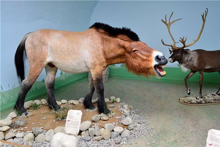 Nur wenig wird auf den Infotafeln über die Eiszeittiere erklärt, denn die Verantwortlichen setzen auf Hightech. So erfährt man alles Wissenswertes über QR Code und schließlich per „Augmented Reality“ (erweiterte Realität).