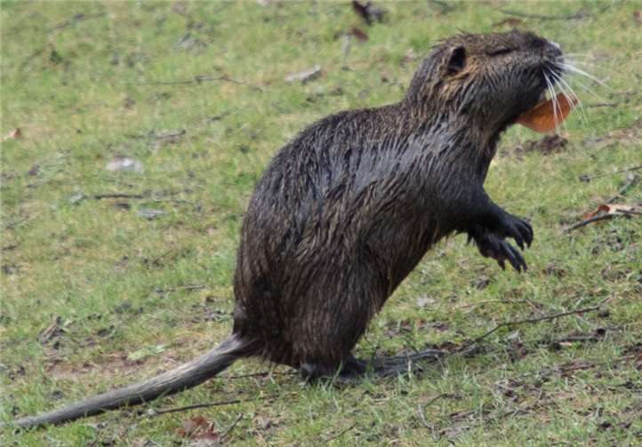 Nutria vermehren sich bis zu drei Mal im Jahr.CEW
