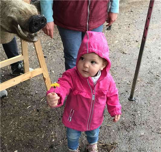 Ob Fridolin, der Keiler, wohl meinen Löwenzahn mag?