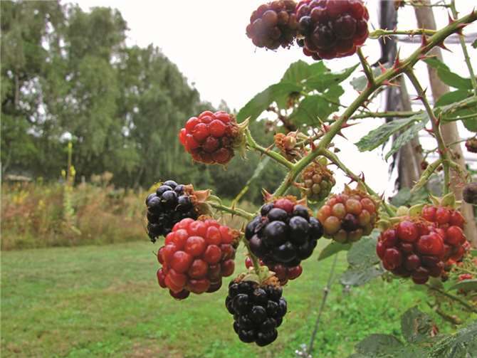 Ob Kuchen, Wein, Tee oder Marmelade – die Brombeere ist eine leckere Frucht.privat