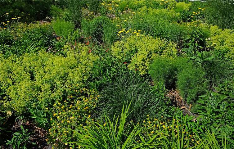 Ob Rheintalweg, Schlosspark oder Grundschule Niederbieber: An vielen Stellen im Stadtgebiet setzt die Verwaltung auf mehr Biodiversität.Quelle: Stadt Neuwied