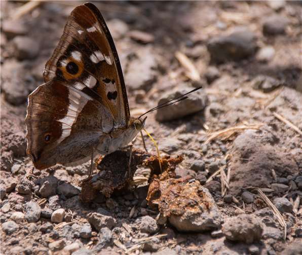 Ob die Teilnehmenden wohl wieder den schönen Schillerfalter bewundern können? Andrea Brinkhoff