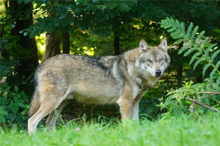 Ob ein Wolf beteiligt war, kann derzeit weder ausgeschlossen, noch bestätigt werden. Foto: pixabay.com