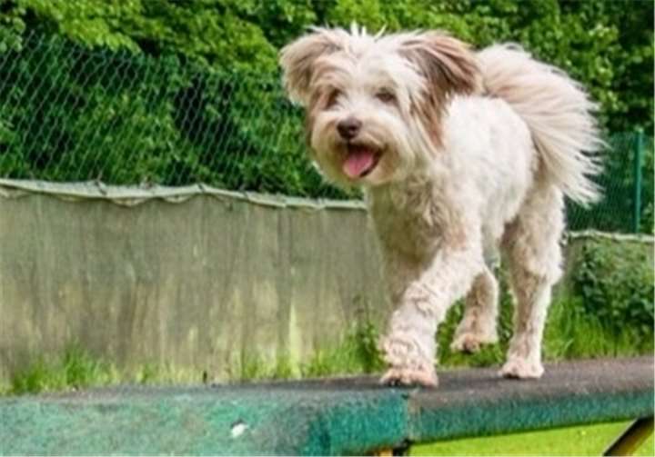 Ob groß oder klein – agile Hunde freuen sich über abwechslungsreiche Bewegung und spannende Aufgaben mit ihren Haltern.Hundesportfreunde Untere Ahr Sinzig e.V.