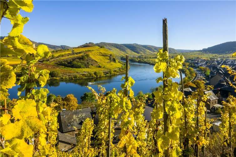 Ob nun ein Trockener aus Neuwied oder ein Komplexer aus Rheinhessen: Weinland-Pfalz ist kein Klischee, sondern Tatsache. Foto: fotolia.com © costadelsol