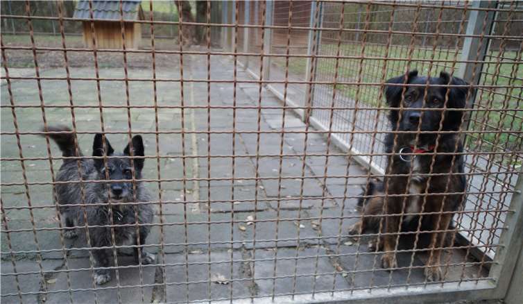 Ob sich unter den vielen Besucherndas neue Herrchen oder Frauchen versteckt hat?