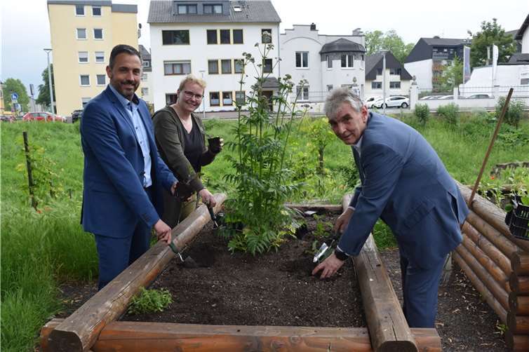 Oberbürgermeister Christian Greiner (links, Bürgermeister Claus Peitz und Anneli Karlsson, Sachgebietsleitung Umwelt und Nachhaltigkeit, bepflanzen eines der Hochbeete.  Foto: Stadt Andernach/Versch