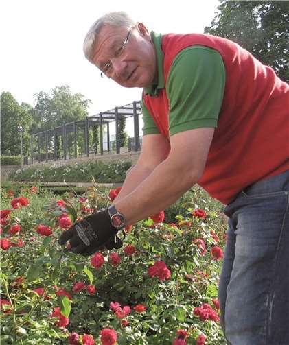 Oberbürgermeister Prof. Dr. Joachim Hofmann-Göttig beim Rückschnitt der Rosen. privat