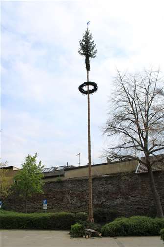 Vier imposante Maibäume schmücken die Stadt ...Oberhut...