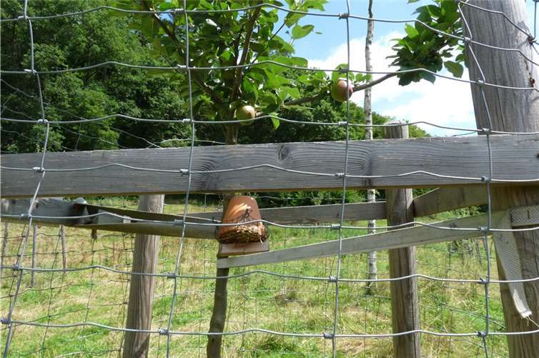 Obstbäumchen zur Fluthilfe. Foto: Winfried Sander