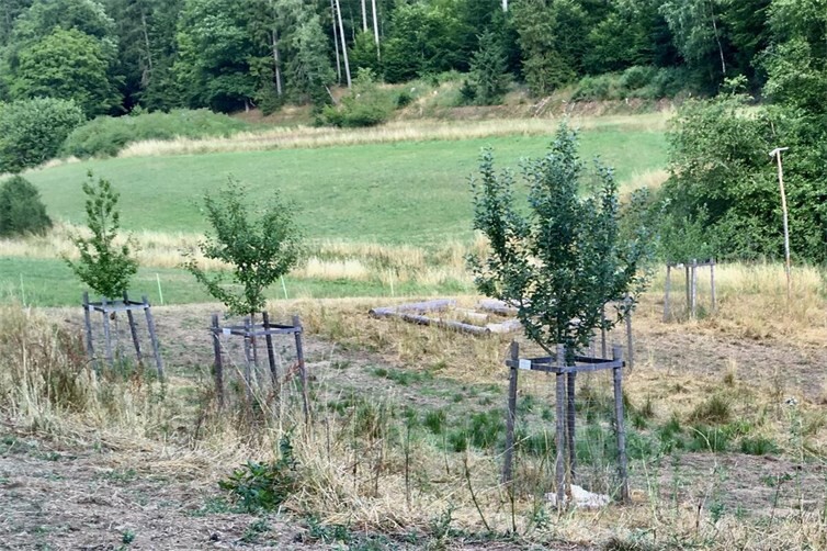 Obstbäume auf einer Streuobstwiese oder am Wegrand - Aktion Baumbestellung des Vereins Streuobst Eifel-Ahr e.V.