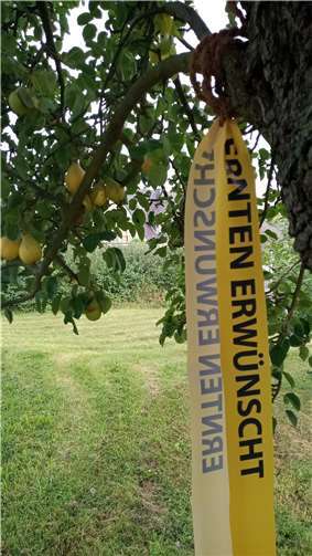 Obstbäume mit gelbem Band dürfen abgeerntet werden!  Foto:Stadtverwaltung Sinzig