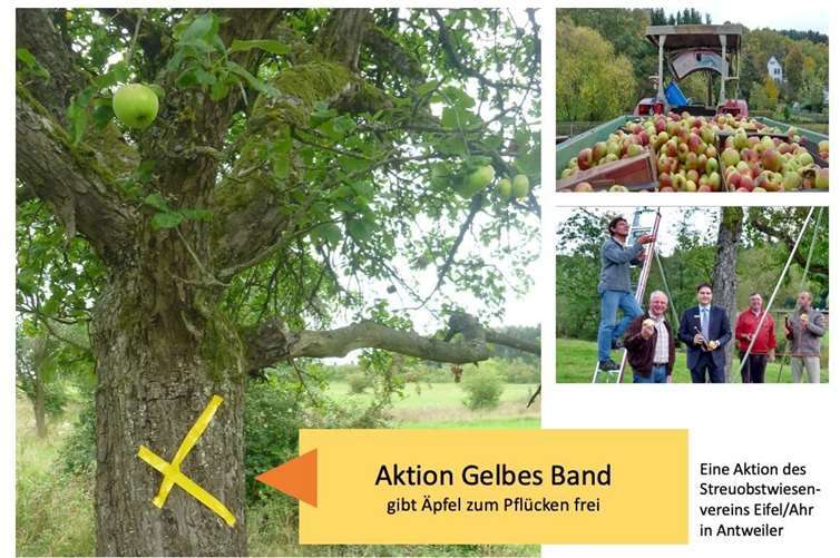 Obstbaumbesitzer, die ihre Bäume nicht selbst abernten können, bringen ein gelbes Band an und signalisieren so: Jeder darf die Früchte für den Eigenbedarf ernten! Foto: Streuobstwiesenverein Eifel/Ahr