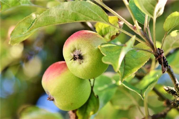 Obstklau stellt eine Straftat dar.  Foto: pixabay.com