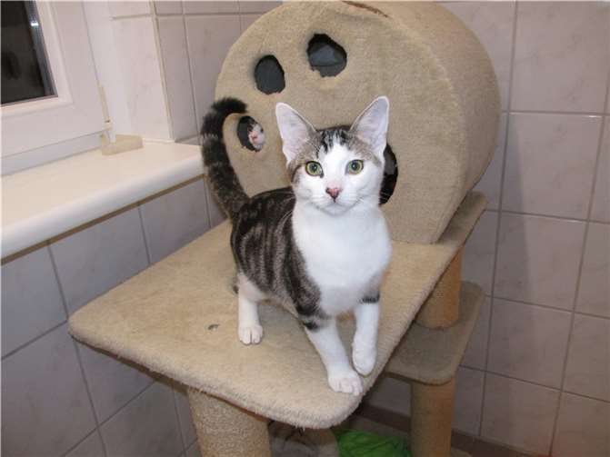 Ocean.Fotos: Katzenhilfe Westerwad