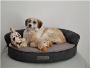 Odie (Münstermaifeld). 