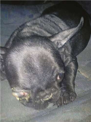 Odin, der im Alter von zehn Wochen zur Familie Schneider-Keller kam und heute der Schwarm aller Besucher ist, hat ein grauenhaftes Schicksal hinter sich.