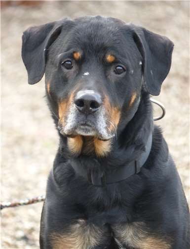 Odin ist ein Kuscheltier und fährt gerne im Auto mit.  Tierheim Andernach