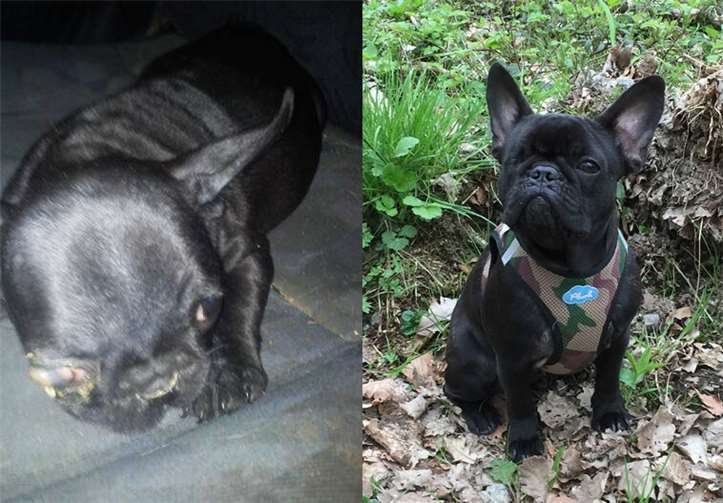 Odin vor und nach seiner Operation. Privat