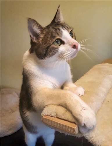 Odin wurde aufgrund einer Allergie in der Familie abgegeben. Foto: privat