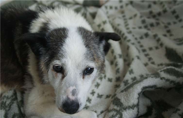 Erlös geht ohne jeglichen Abzug in die Versorgung der Hunde Ömchen ist 19 Jahre alt und die älteste Bewohnerin des Gnadenhofes Eifel.Foto: Privat
