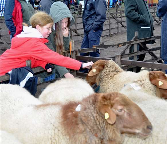 Oh was sind die knuddelig, war oft, besonders von den Kindern zu hören.